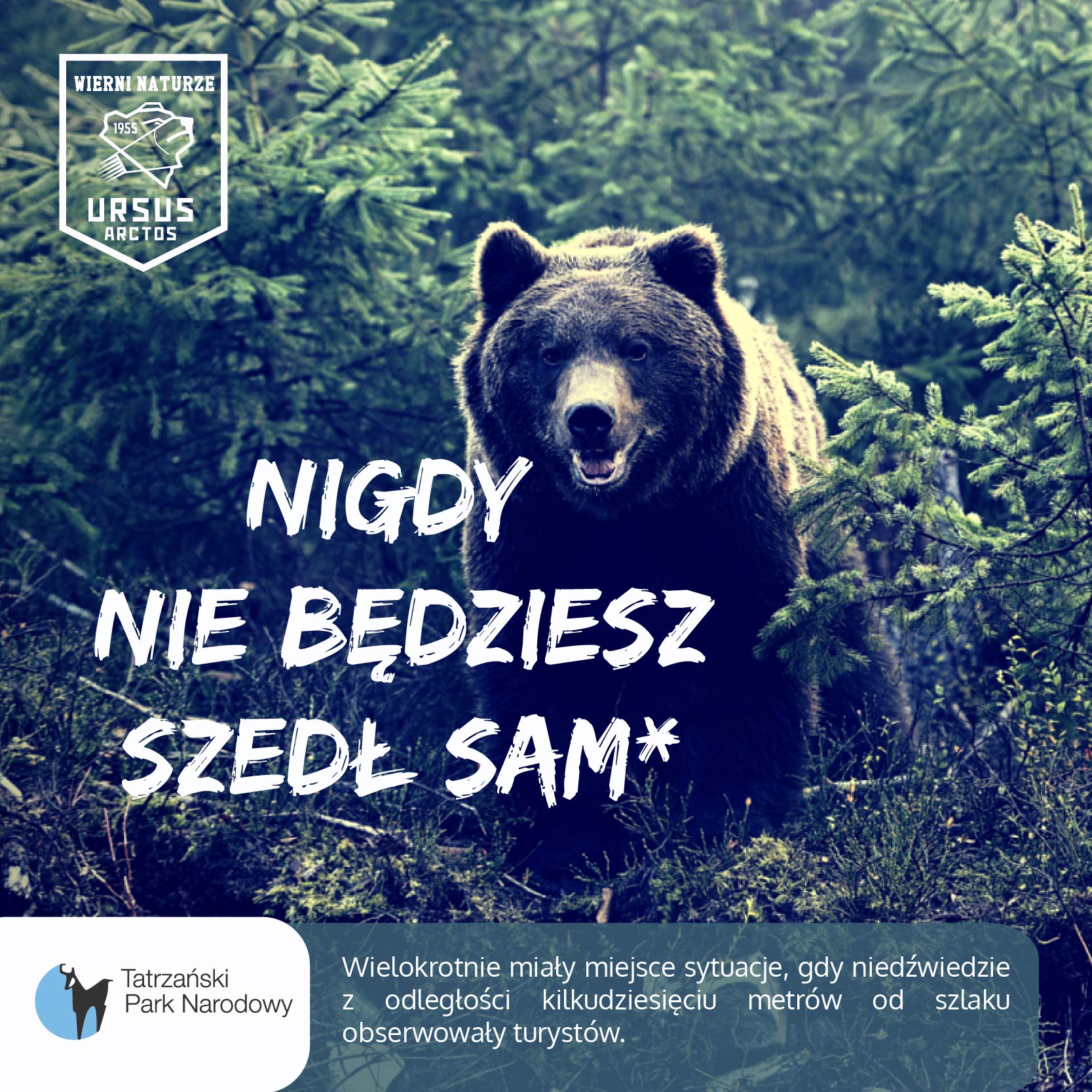 Niedźwiedzie z TPN